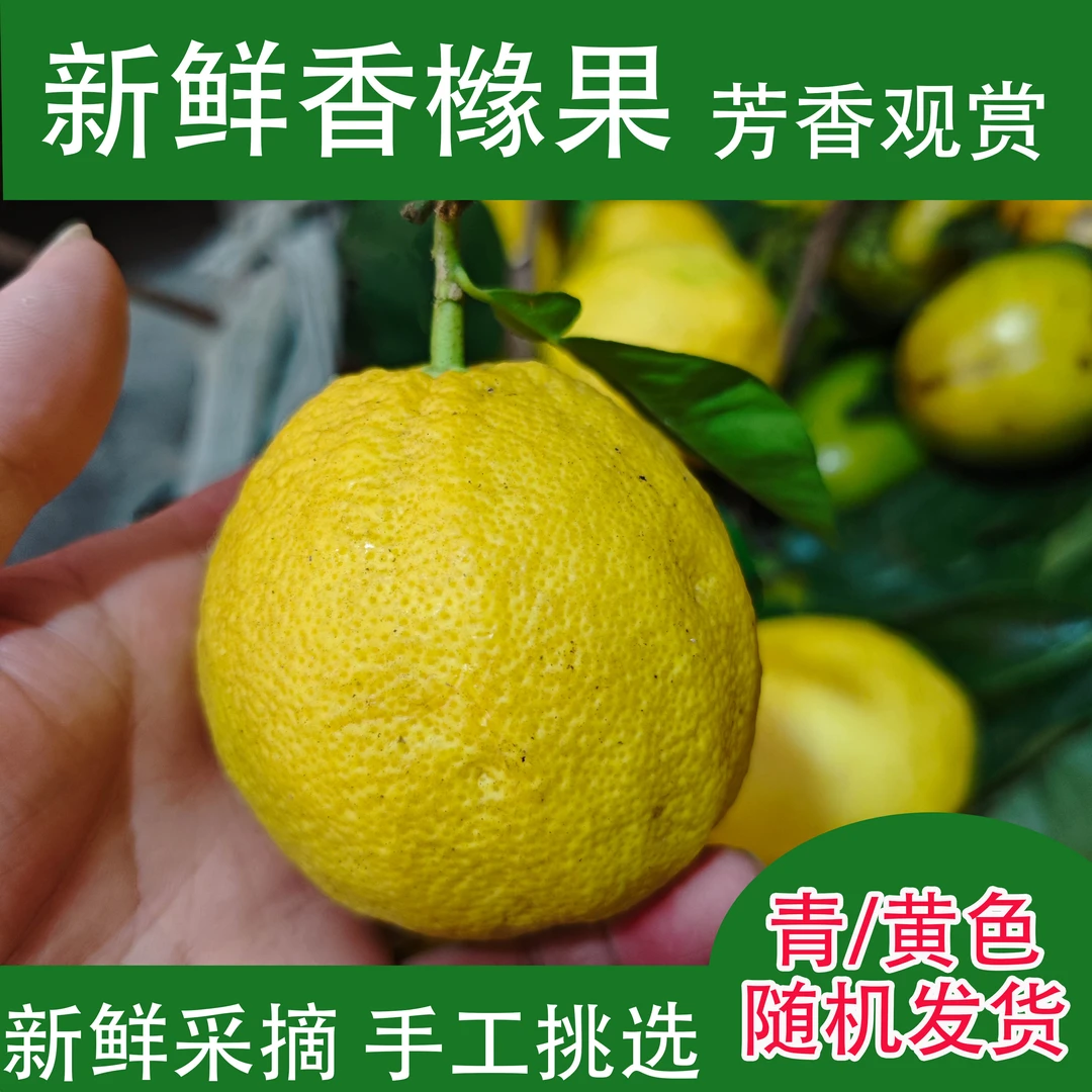 新鲜香橼果湖北竹山本地现摘枸橼子闻香非食用观赏香橼香圆包邮