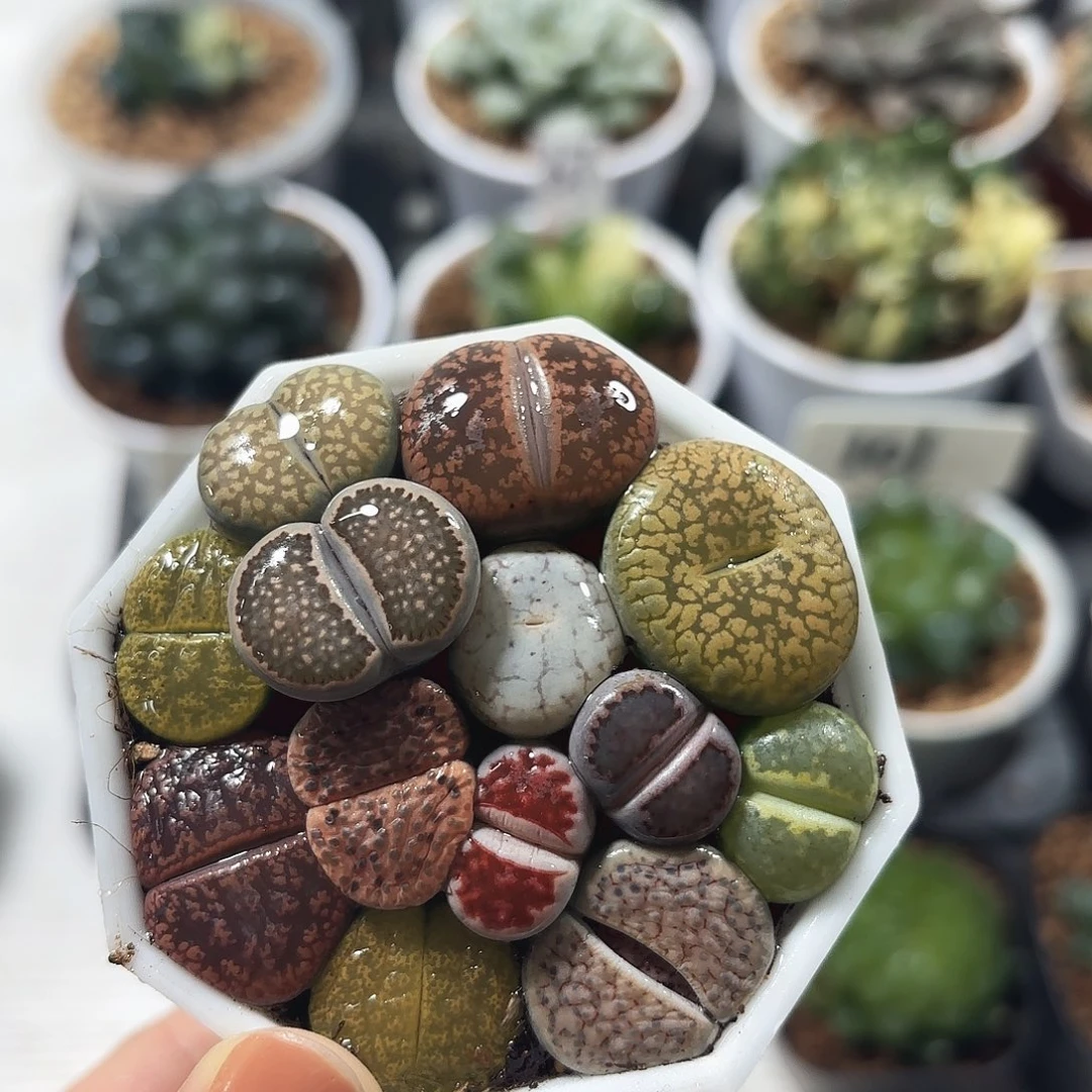 母本生石花多肉植物
