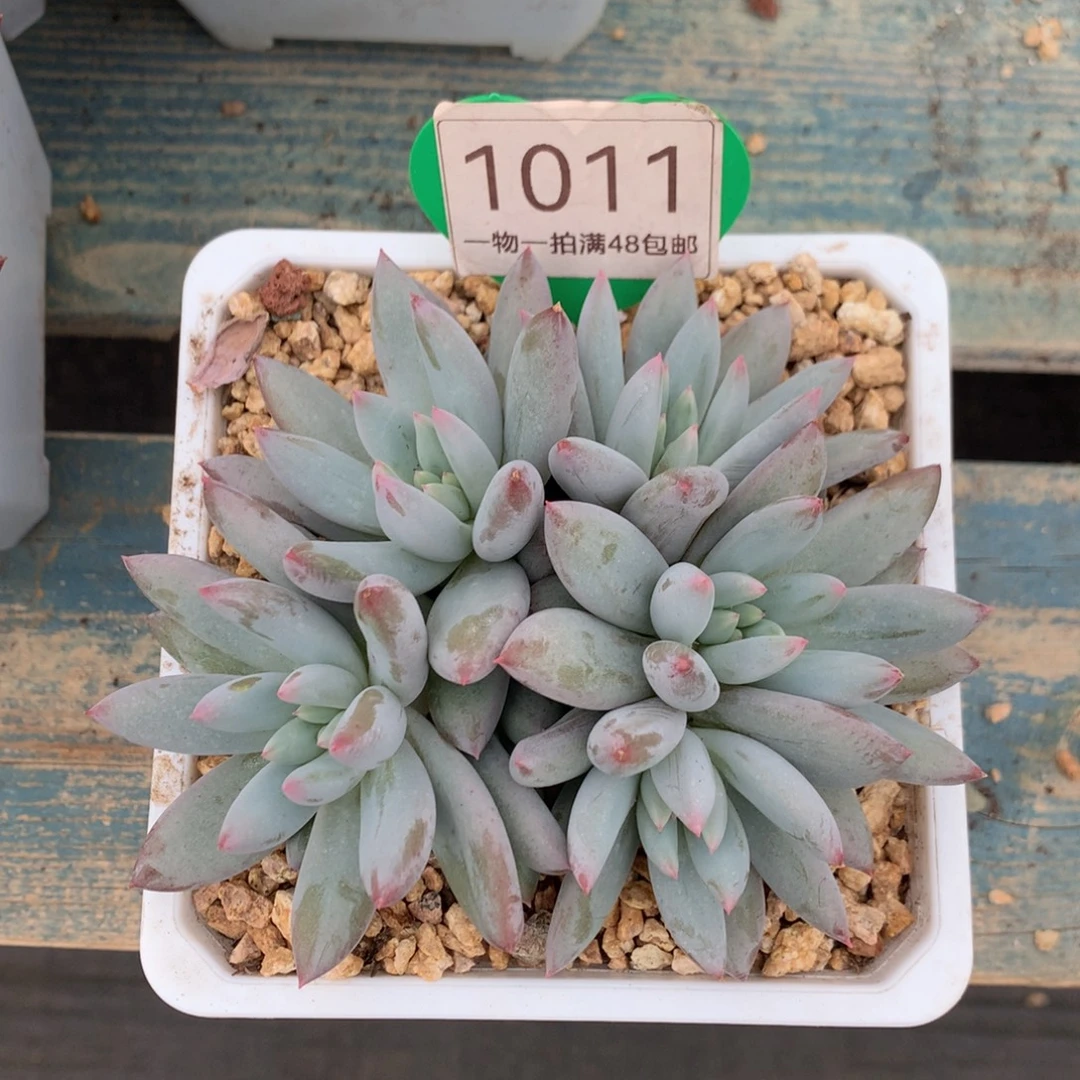 所罗门无砍平头1011