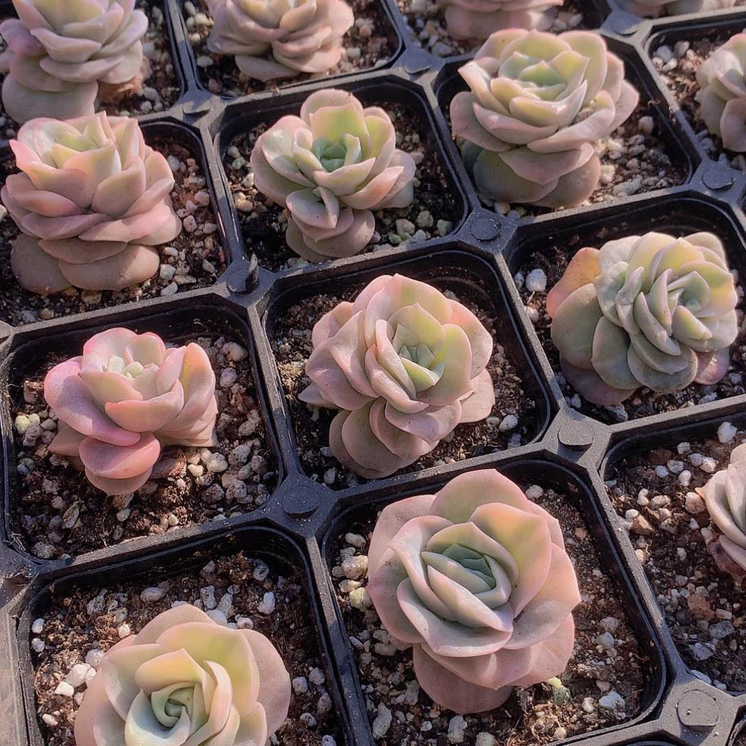 可爱玫瑰锦235567899900