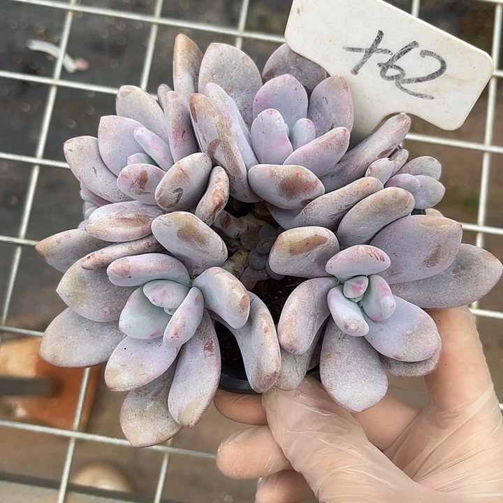 两单包邮，一物一拍，粉兔62