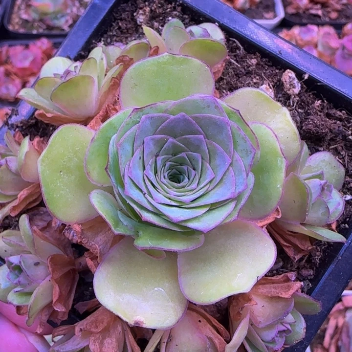 新品25458898598698685665666