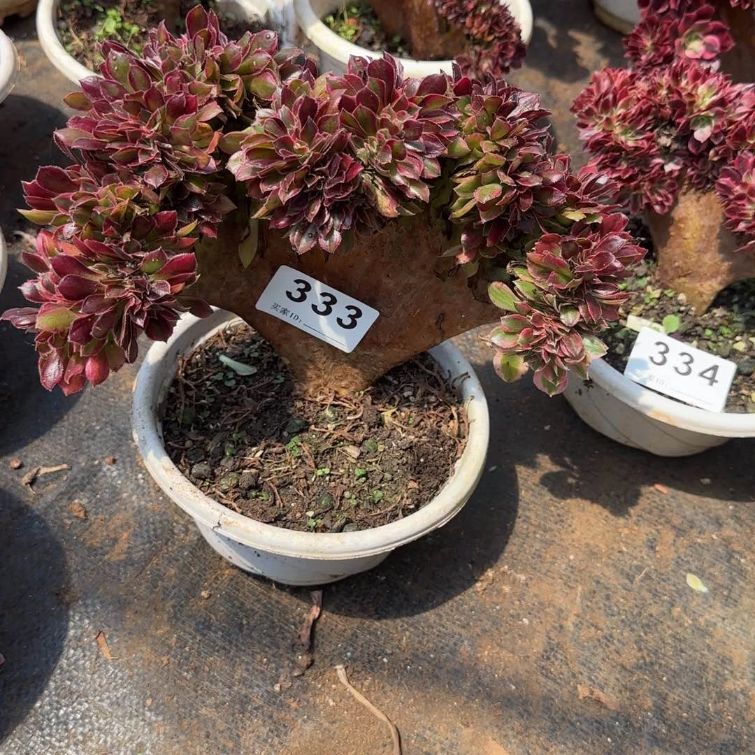 精品多肉植物0333