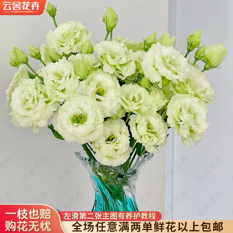 云舍花卉绿色洋桔梗高品质云南鲜花基地直发家用日常插瓶鲜切花