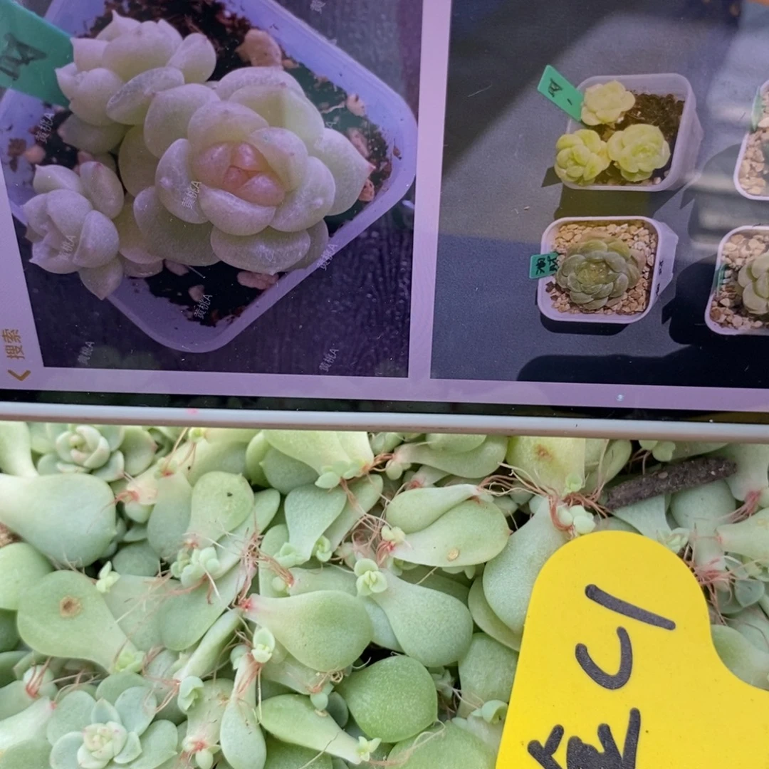 10片千金财富1叶子