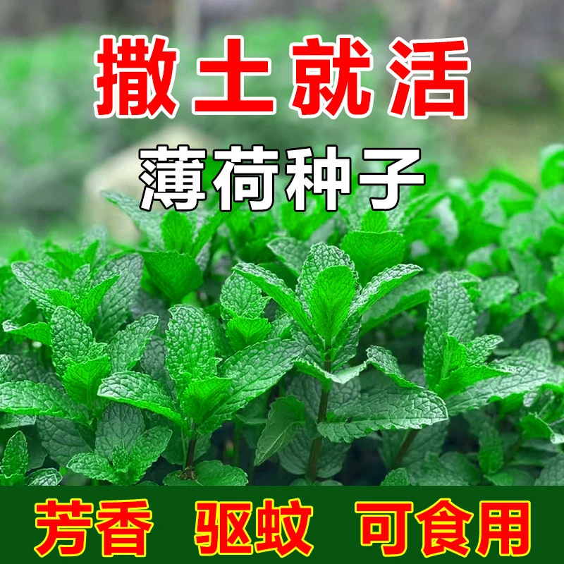 新疆包邮【食用薄荷种子】留兰香四季播种室内阳台盆栽驱蚊植物种