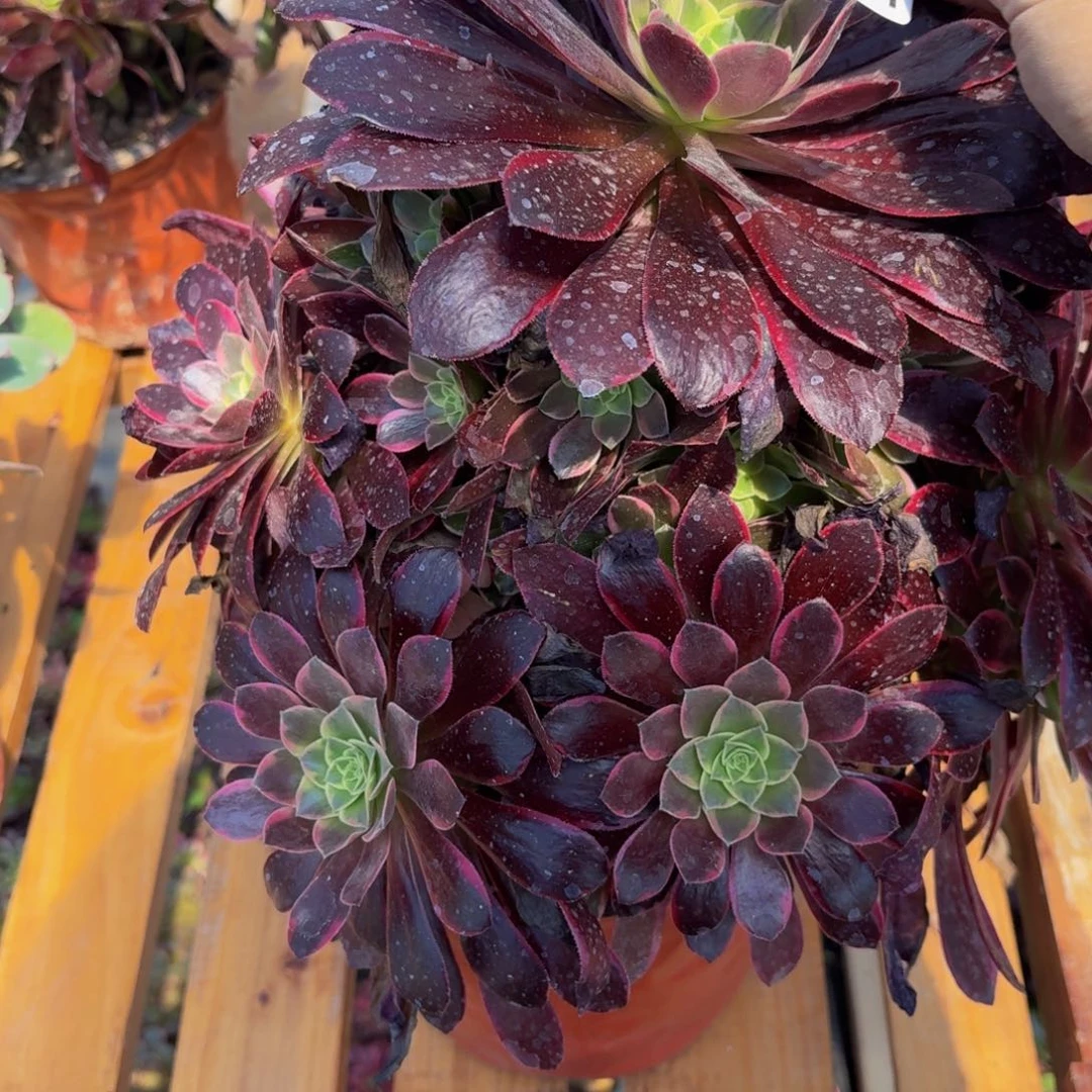 无花朵744多肉植物捧花的