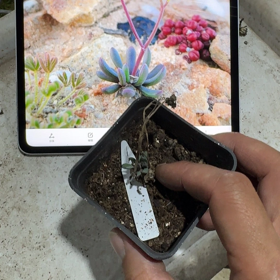 何丽厚敦菊一个三头的