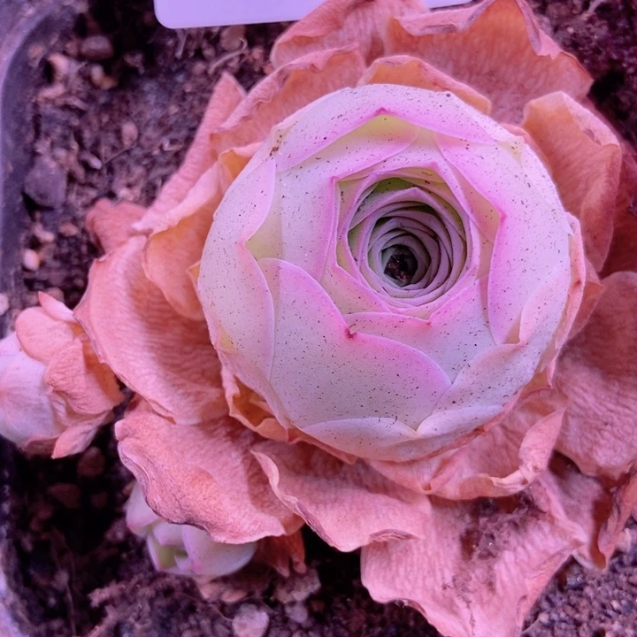5515山地玫瑰花群