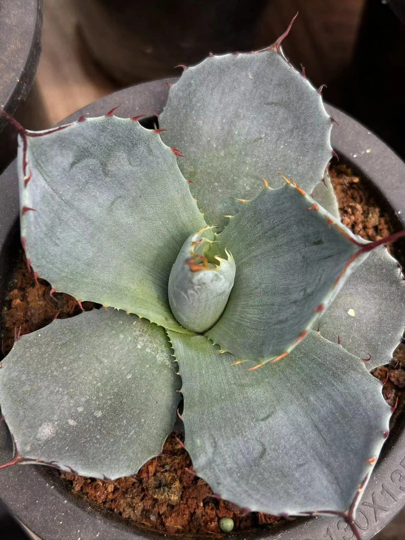 龙舌兰小苗圆叶福克斯冠幅12厘米择优脱土发货不退换看准下单