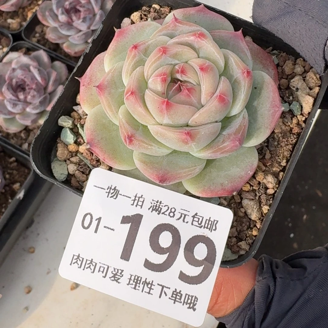 冰吉无盆土发货无