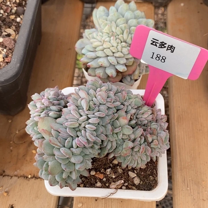 D188- 直播福利 两颗