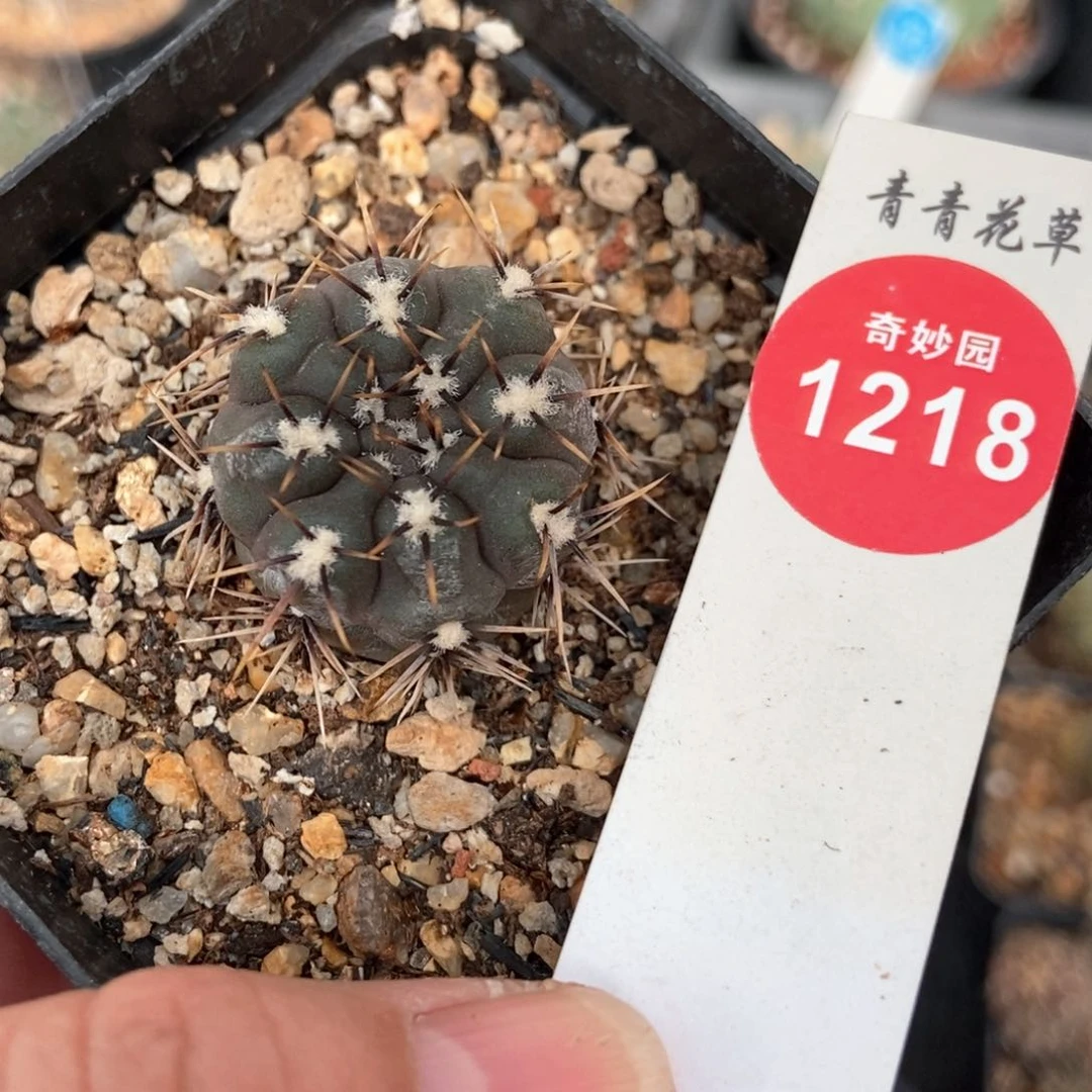 实生花刺九纹龙一颗