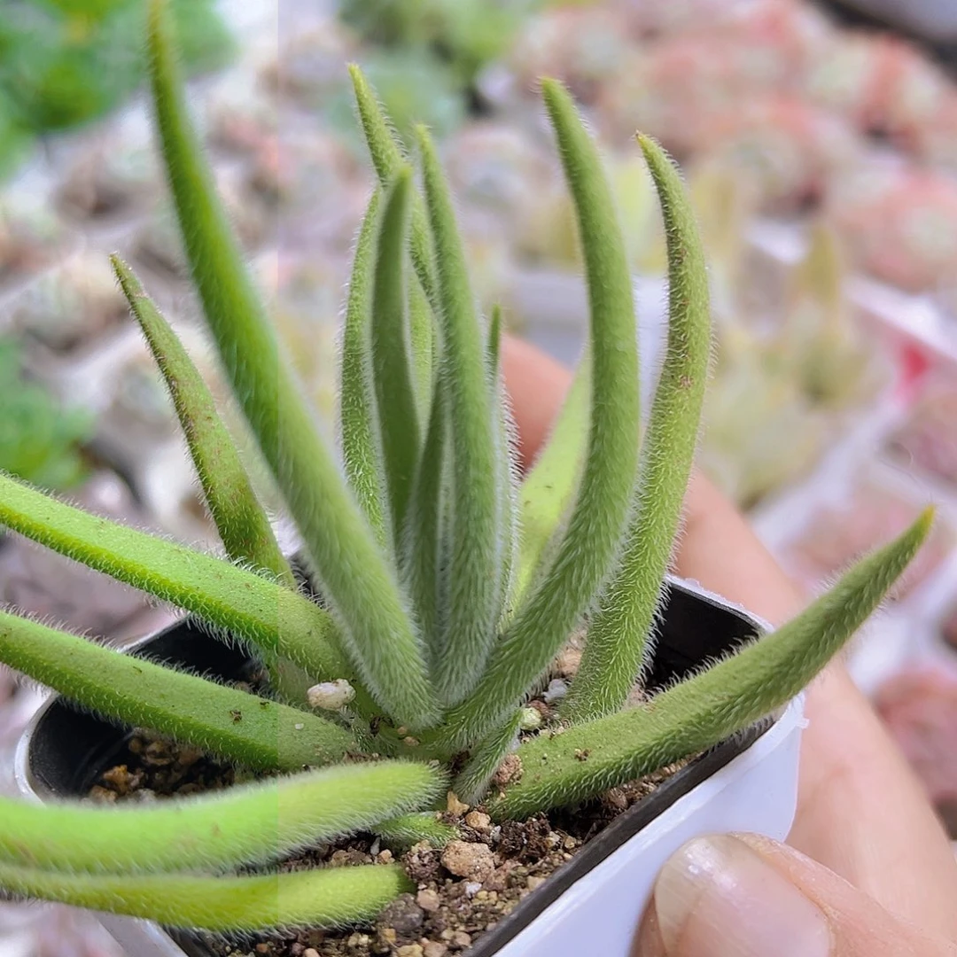 银狐19包邮多肉植物