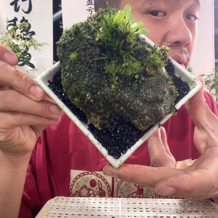无花朵退款拉黑拉黑132