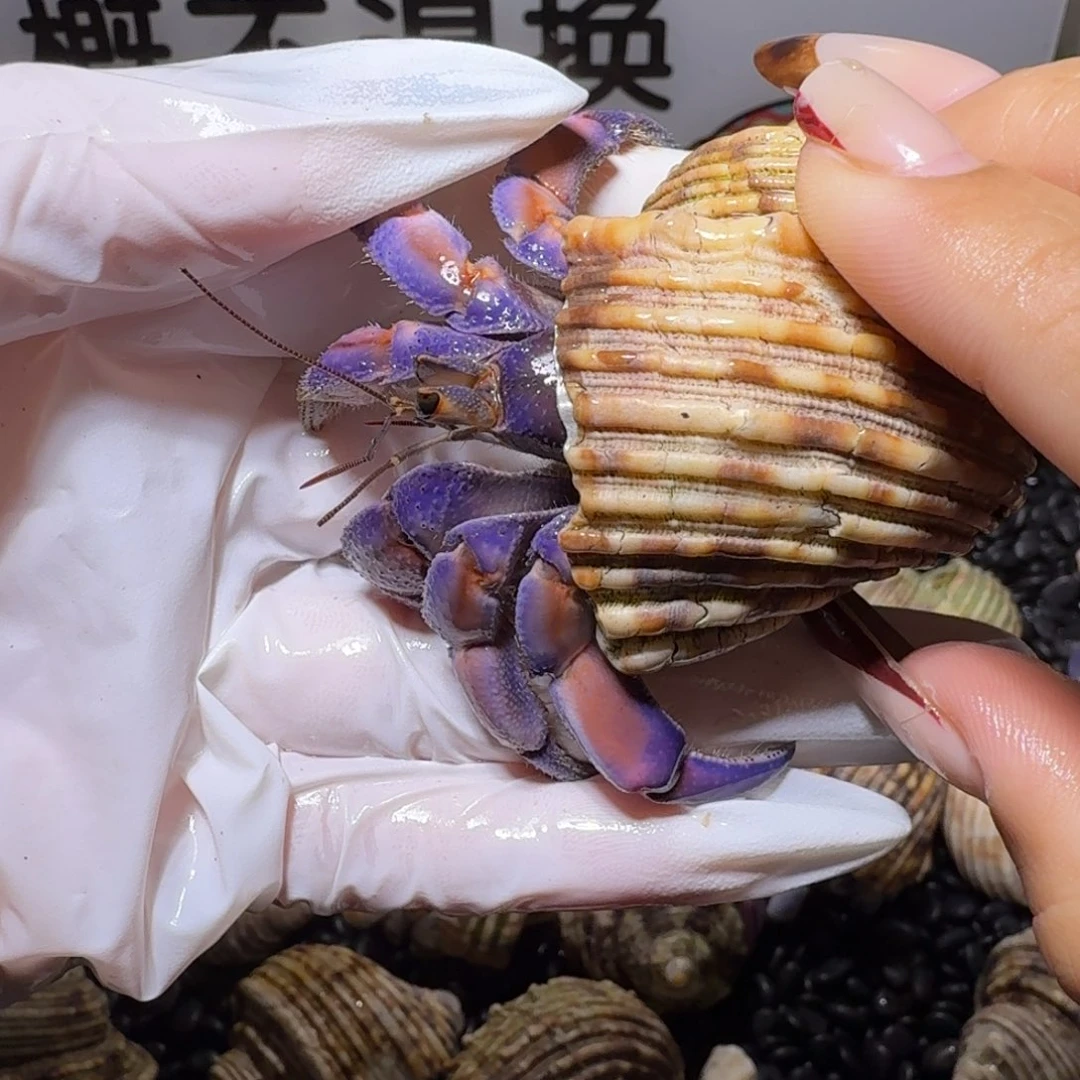 2.7口通体紫粉色