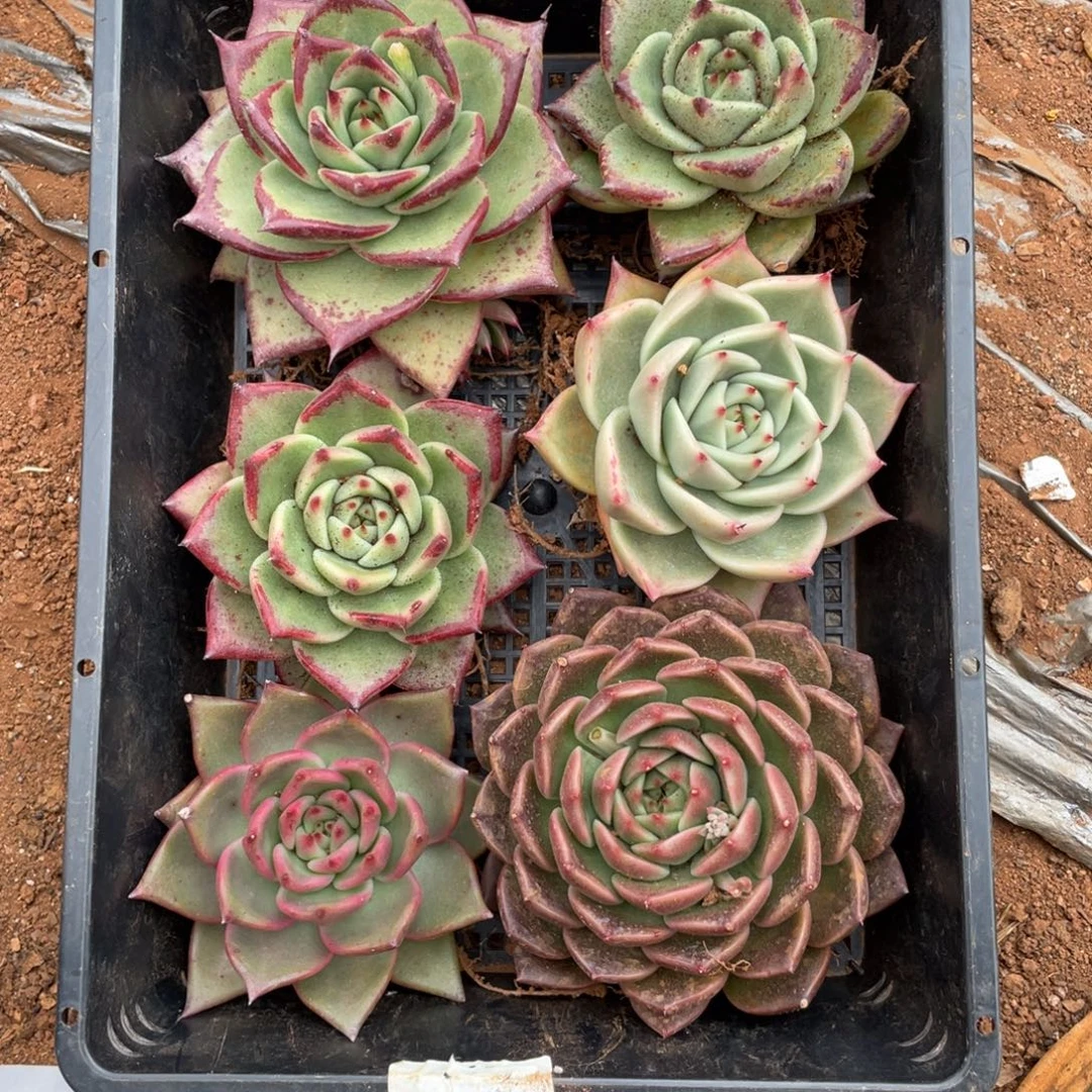 无花朵若如东云筐拍B536