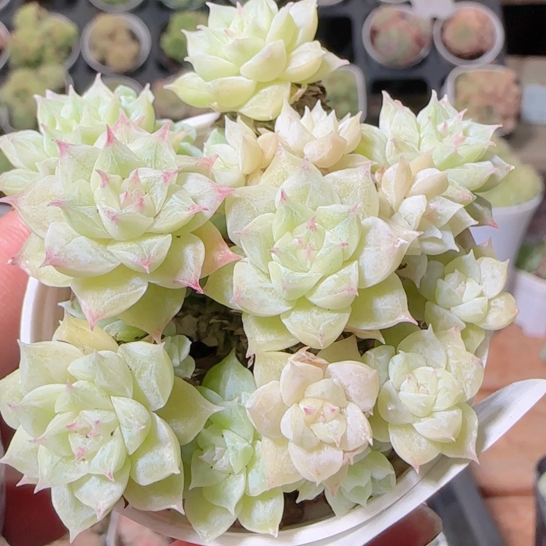 花语逸镜1030-210散
