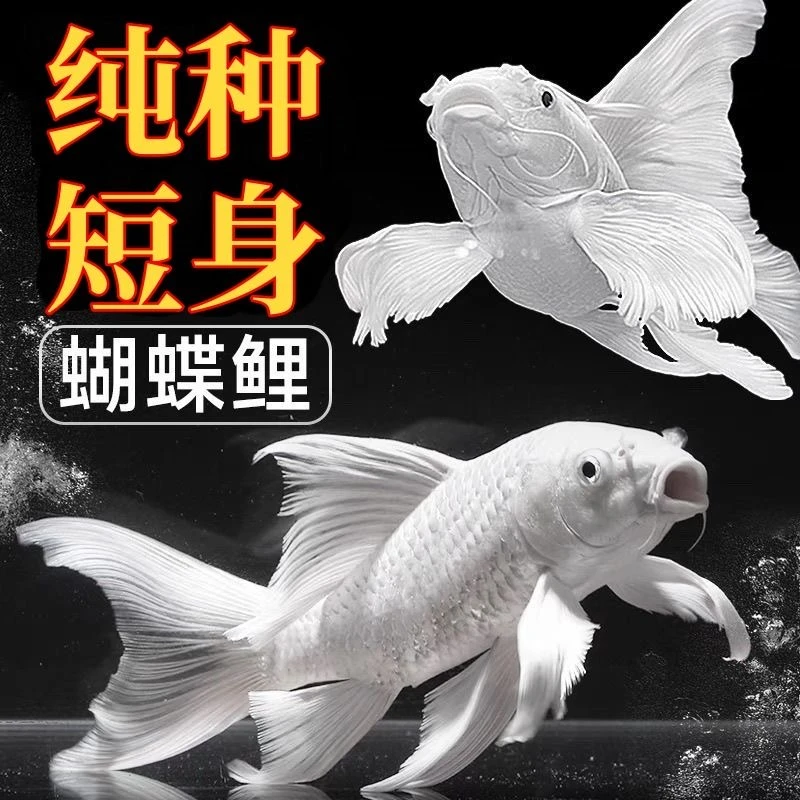 狮子头蝴蝶鲤纯种石膏白短体观赏鱼淡水精品活体19-21尺寸