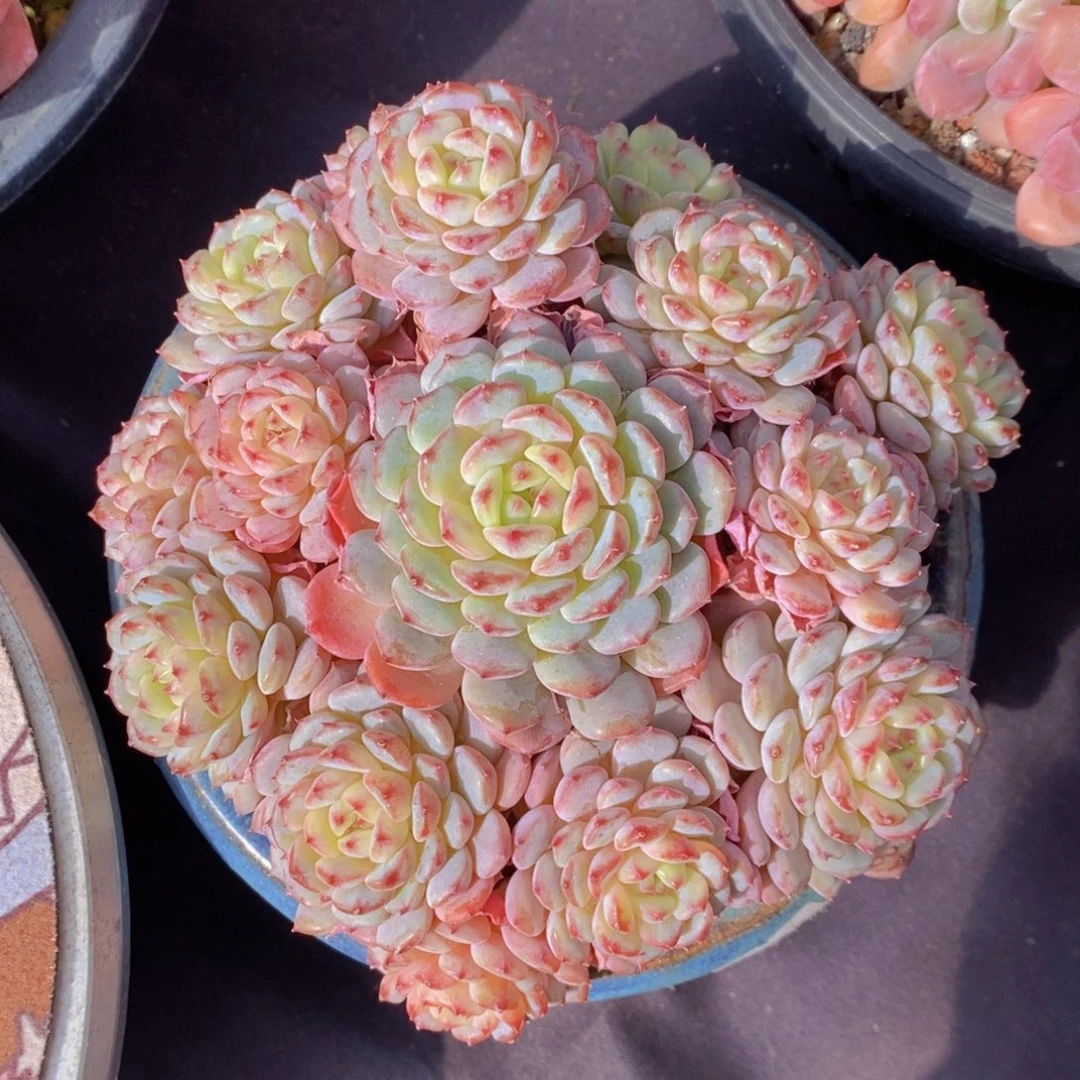 白胖子 一物一拍