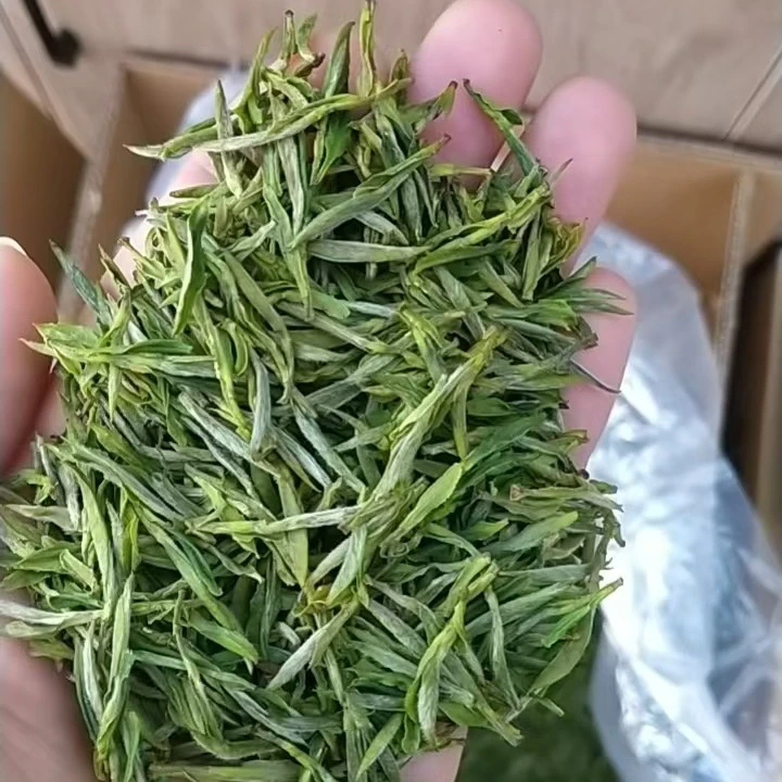 2025年新茶高山头采霍山黄芽，芽头饱满鲜嫩，清香扑鼻！