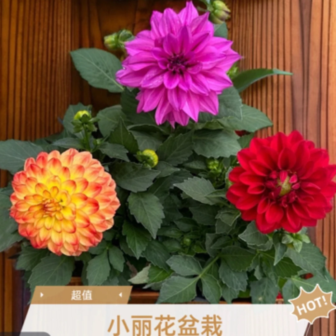 [祥成创意屋]小丽花盆栽带花苞发货四季开花植物