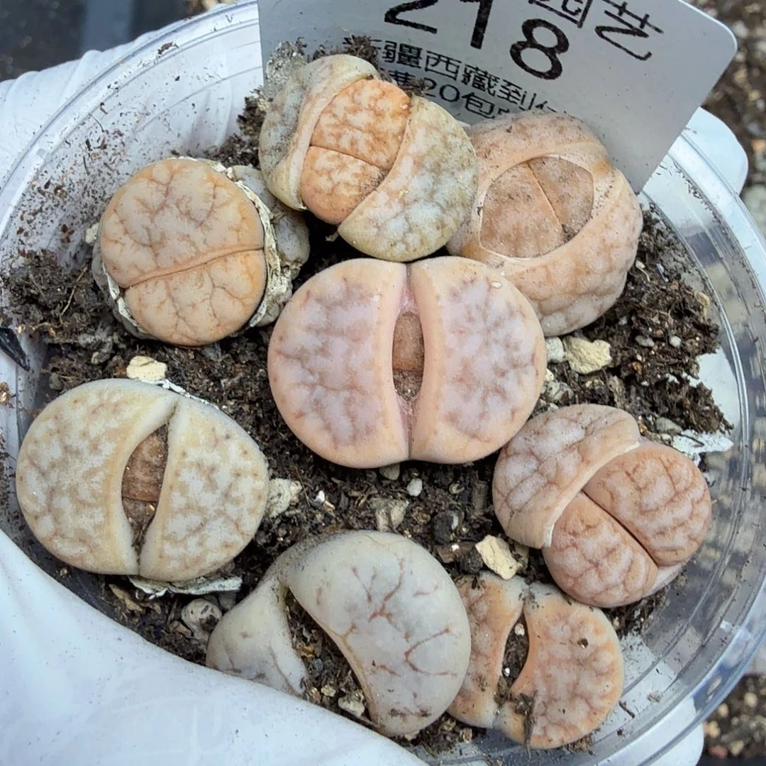 你好忙的嘛啊218好