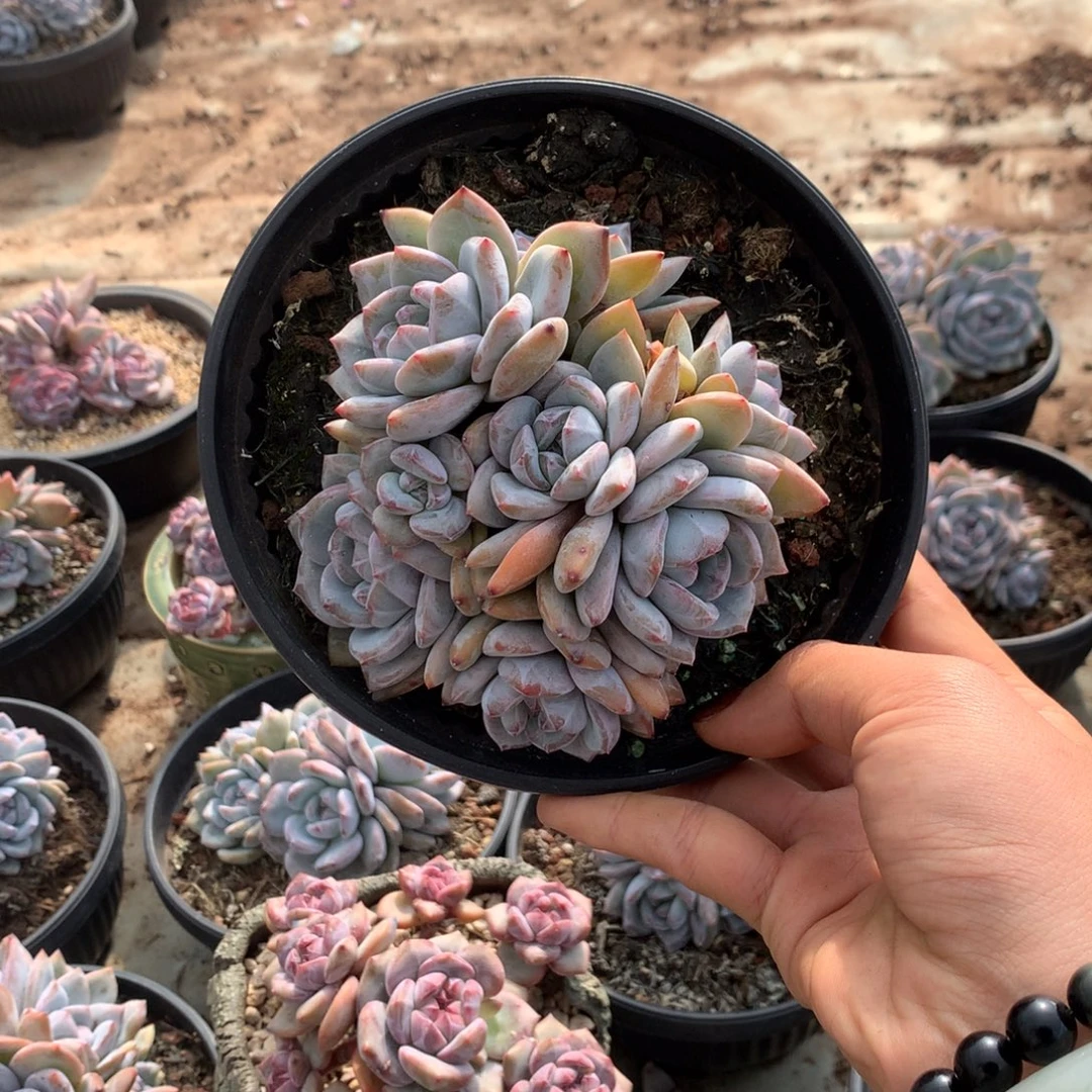 石榴籽无砍3花花花