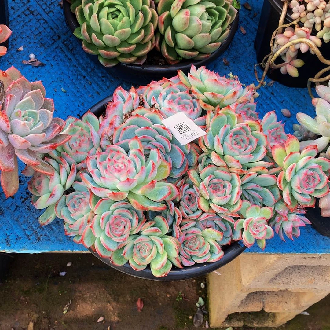 憨***憨   侧影多肉26007