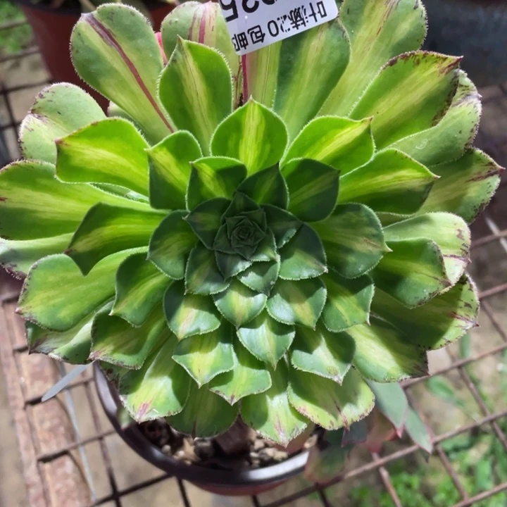 935知否嫁接多肉12345678