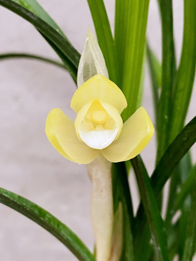 直播间兰花一物一拍