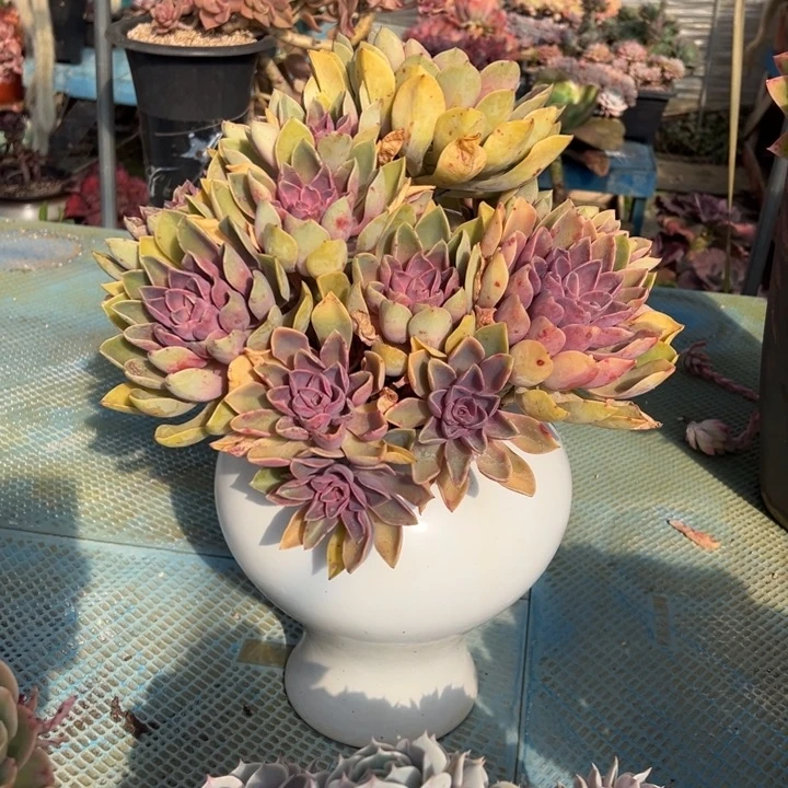 紫气东来无砍裸肉价