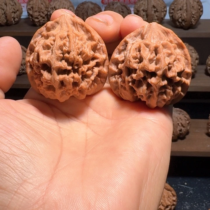 1***6秦岭野生帝王官帽