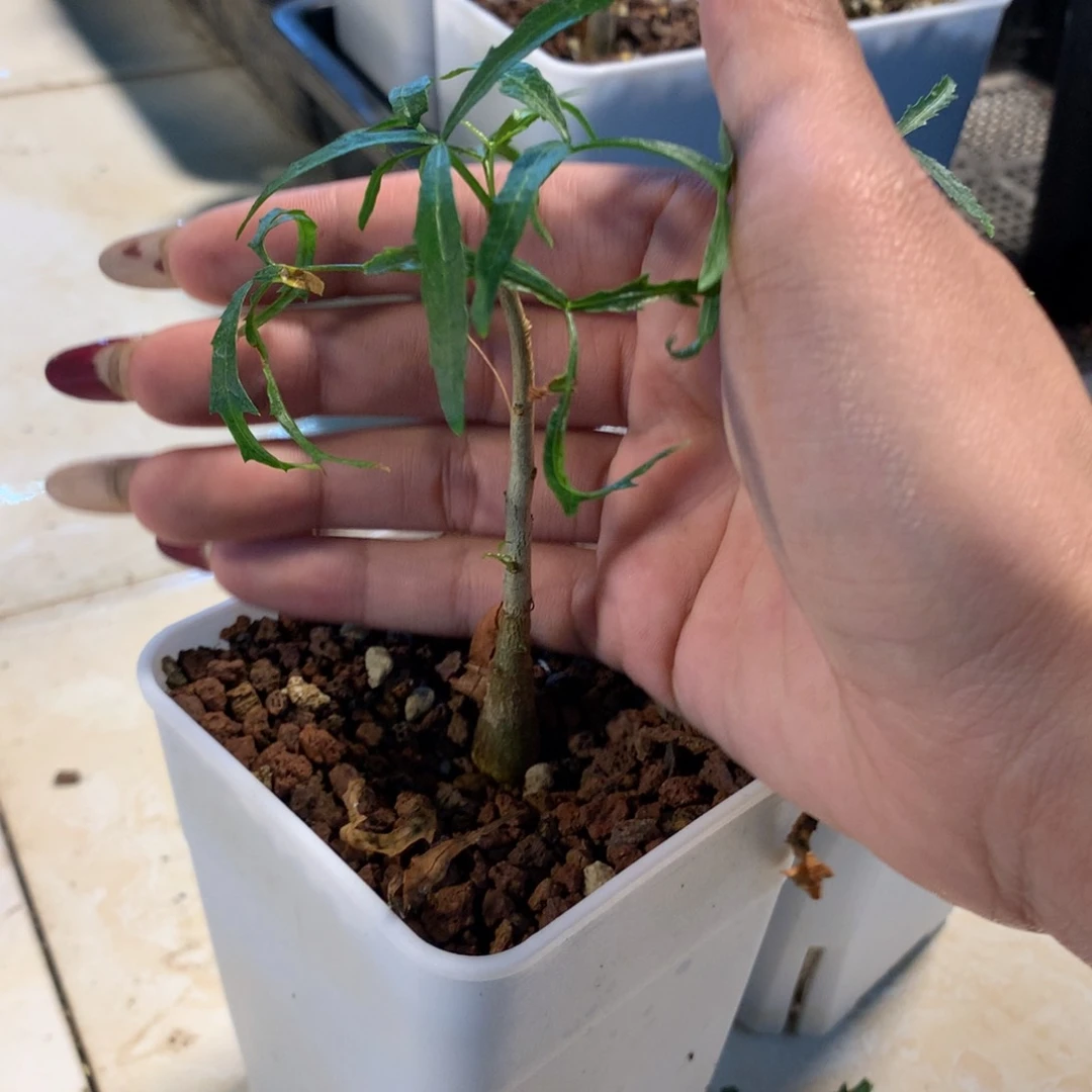 飞羽没药实生实生