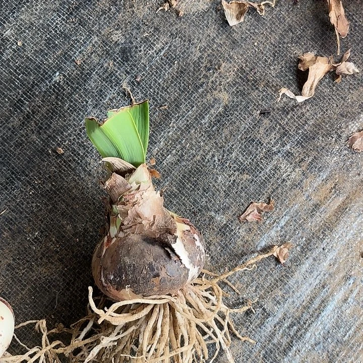 甜蜜六➕带花剑包对版