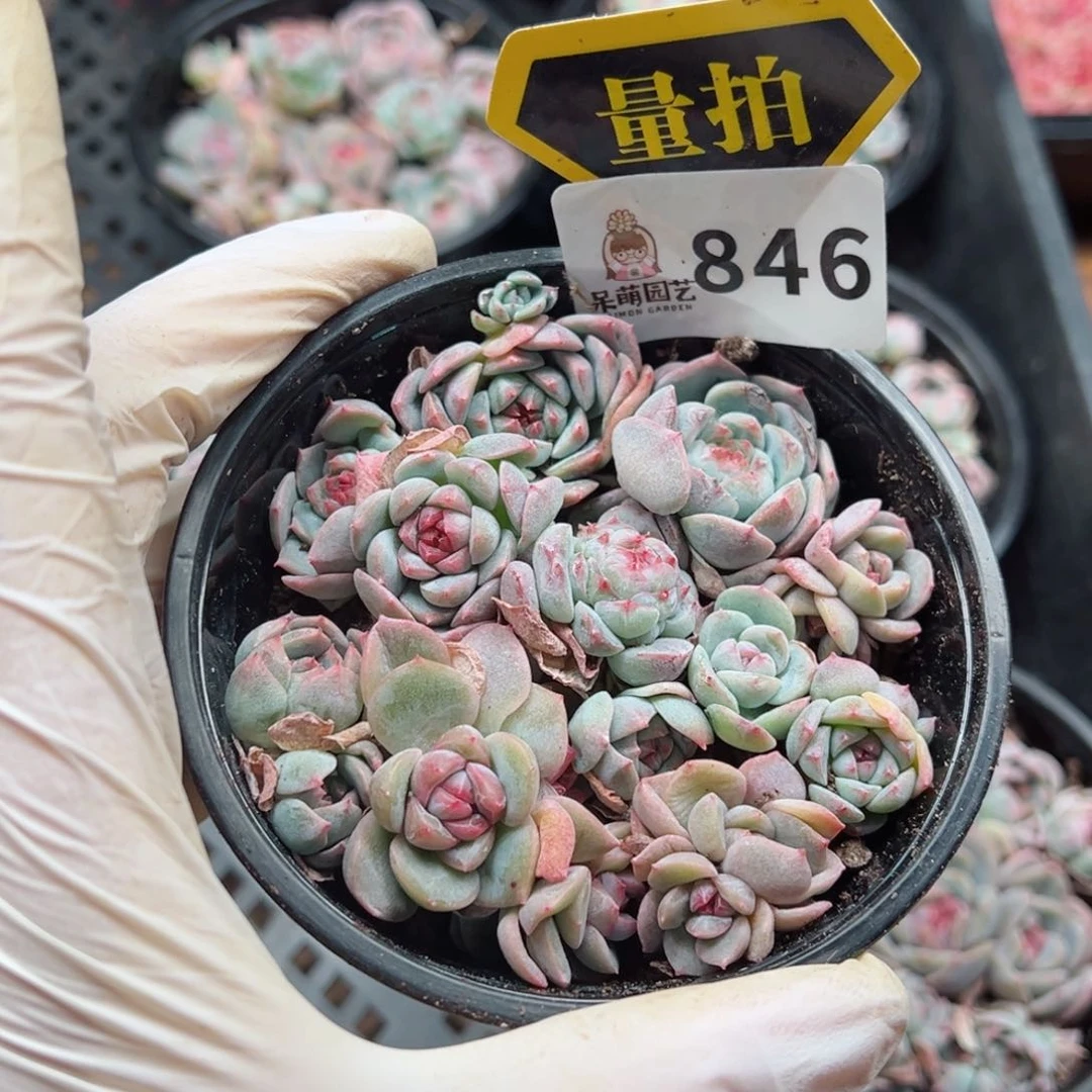 多肉植物多肉植物