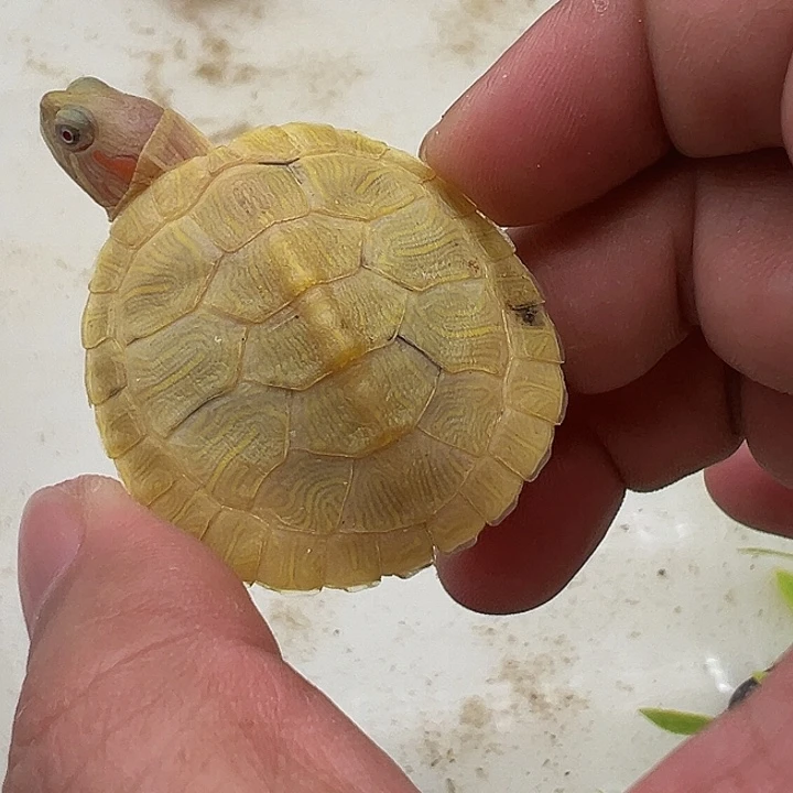 绿毛龟母巴111111