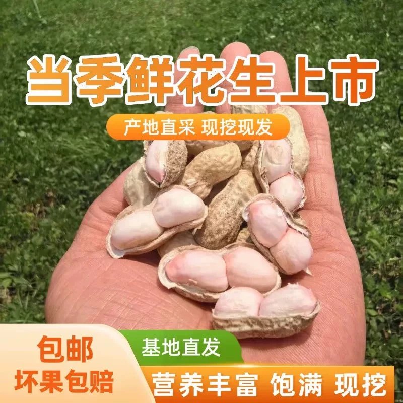 2025年新鲜湿花生农家现挖现发带壳新鲜带泥花生粉红皮花生3斤5斤