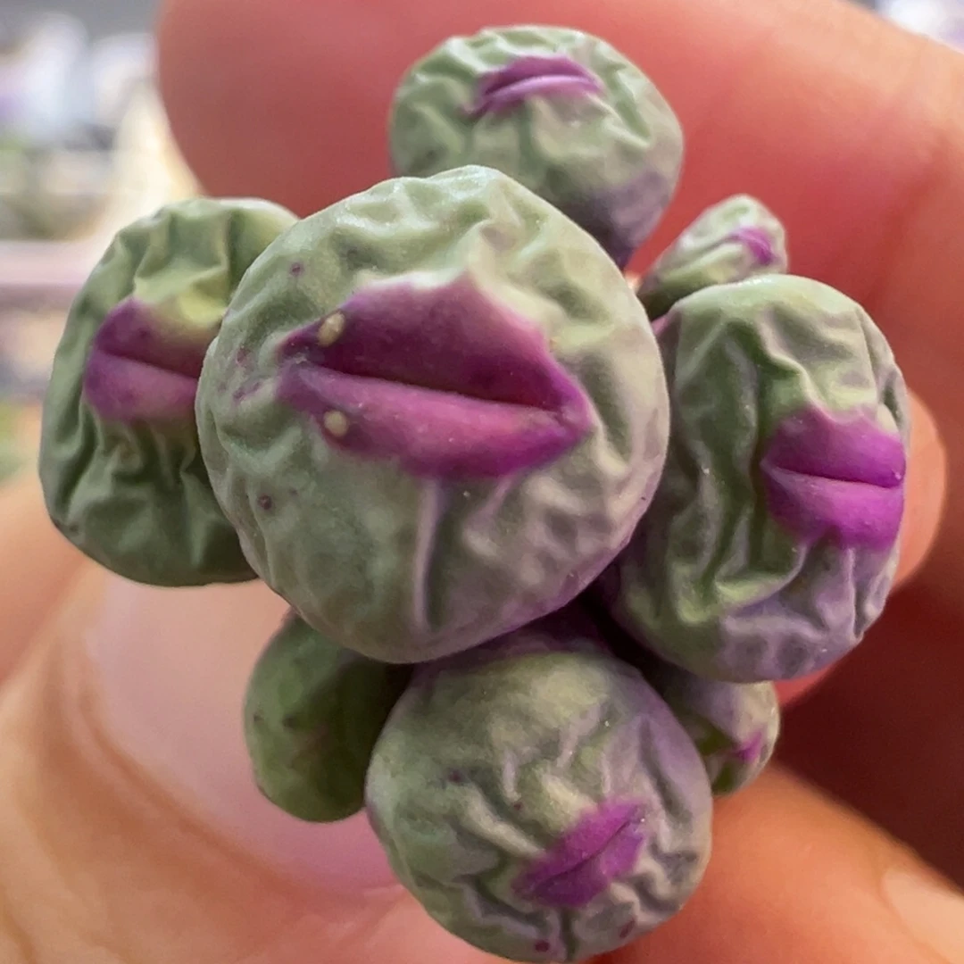 实生1380b 肉锥植物