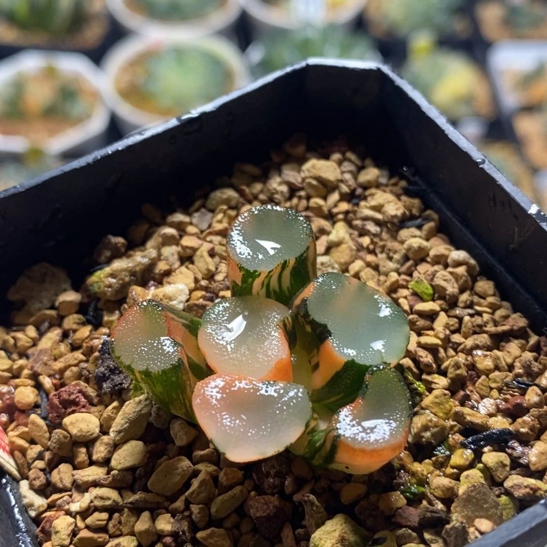 159空门万象十二卷多肉