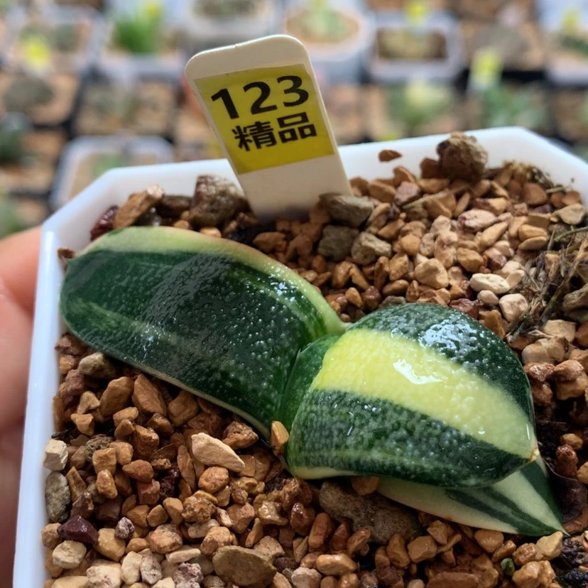 【闪购商品】123珍珠卧牛