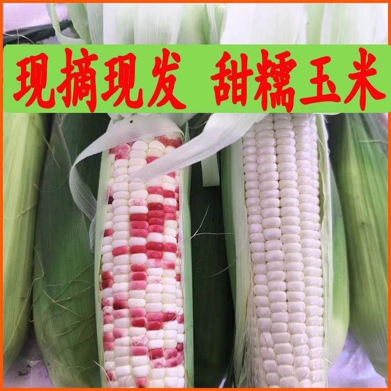上海崇明 台响新鲜甜糯玉米 剥皮 净重 5斤装（9-10个）