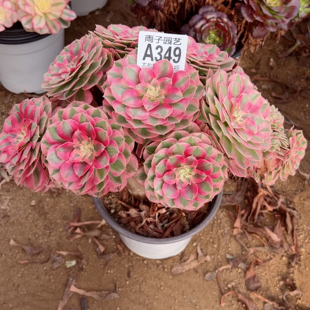 349倾城缀化尺寸28左右