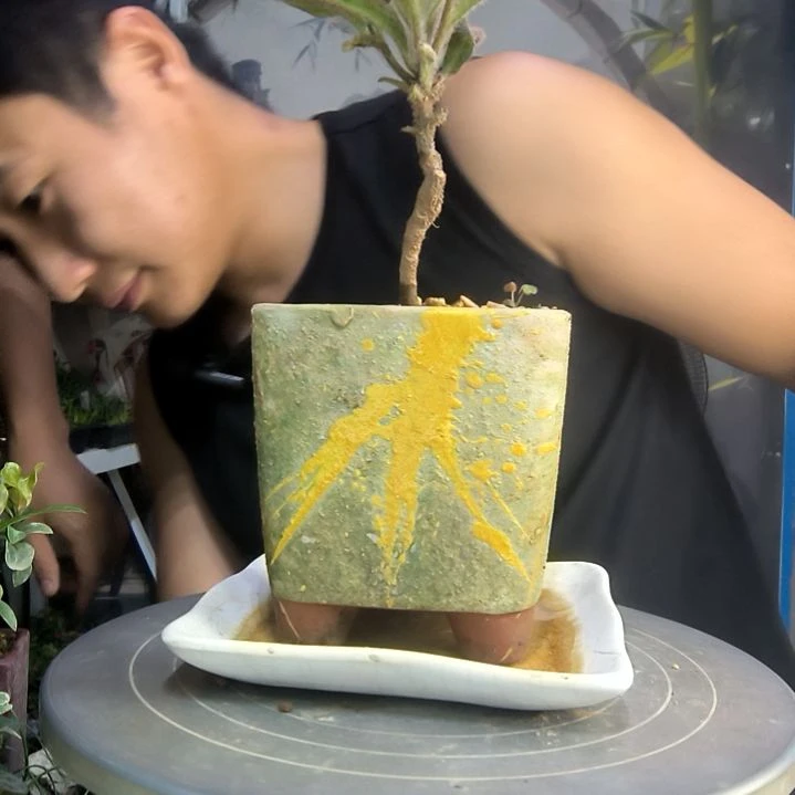 幸**王中青园艺一物一拍122