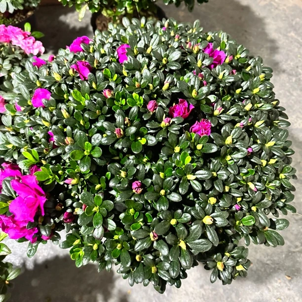 紫色杜鹃花花卉花盆盆栽四季开花阳光阳台盆栽好养易活鲜花客厅