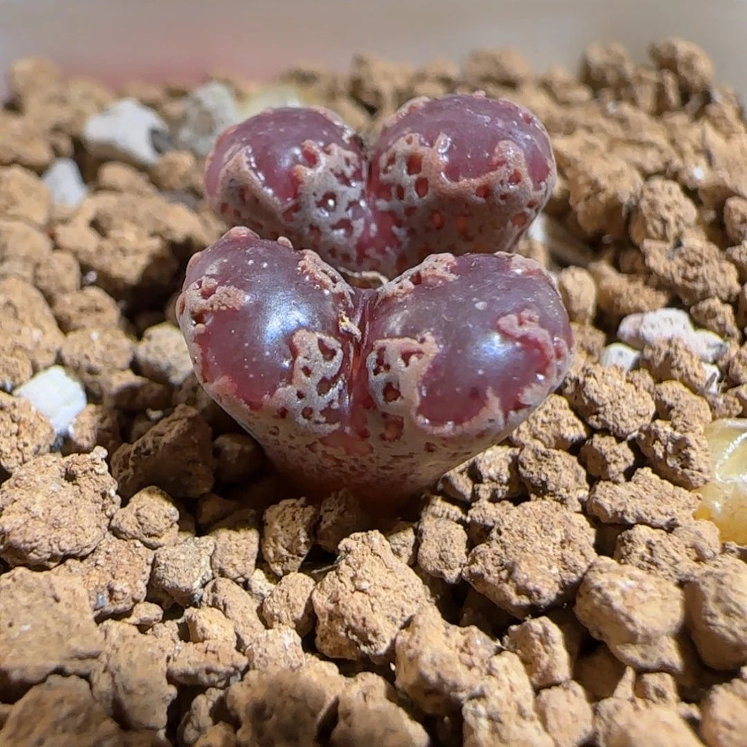 肉锥多肉植物组合-3km勋章1603