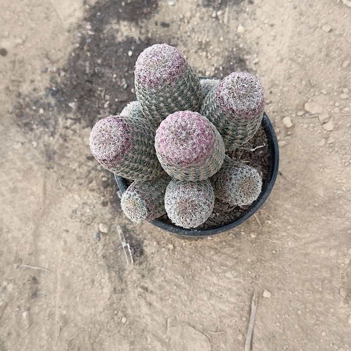 卫***妮哈哈哈哈哈哈哈哈