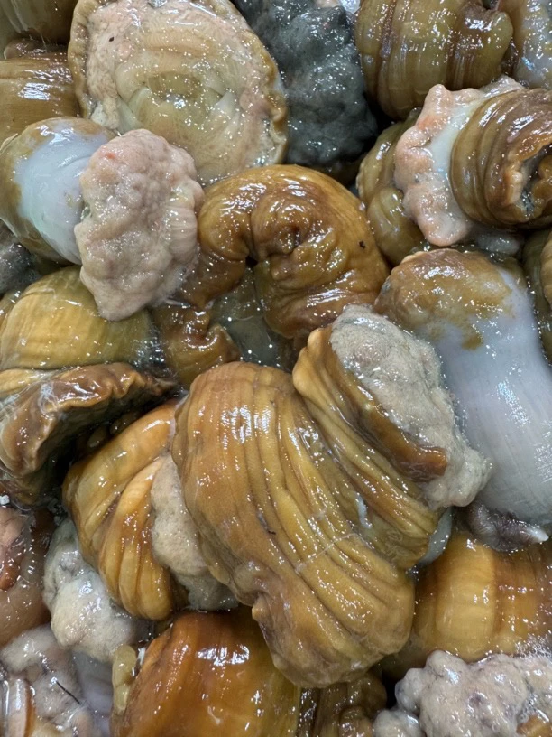 大连海鲜 新鲜黄海葵大小都有 四斤