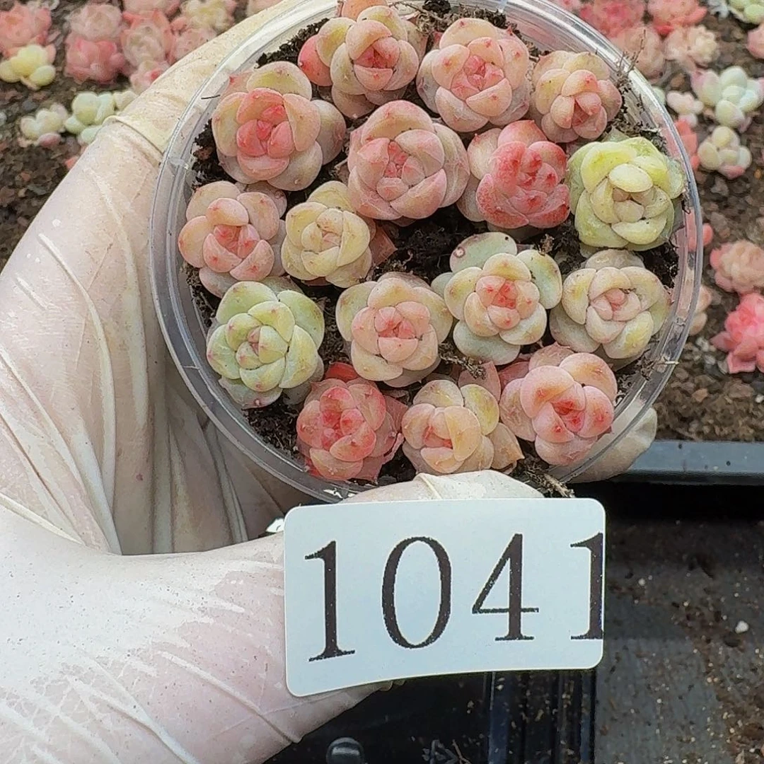 多肉植物多肉植物1041