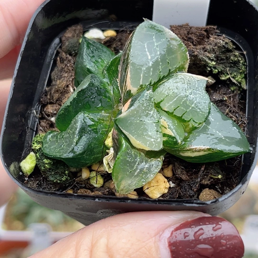 19双头龙禧克锦福利专场